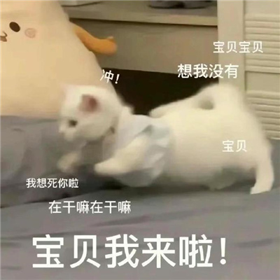 2024可爱小猫咪甜甜的恋爱表情 摔倒了要抱抱才能起来