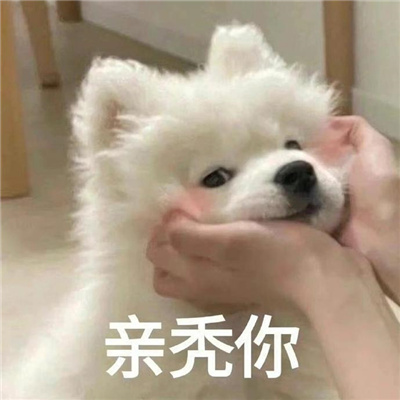 2024可爱小猫咪甜甜的恋爱表情 摔倒了要抱抱才能起来