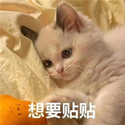 2024可爱小猫咪甜甜的恋爱表情 摔倒了要抱抱才能起来