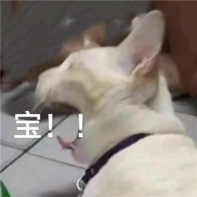 2024可爱小猫咪甜甜的恋爱表情 摔倒了要抱抱才能起来