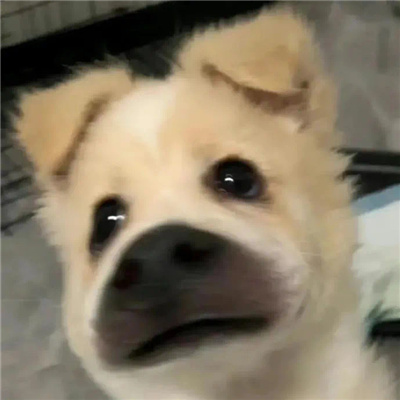 2024最火表情很受欢迎又搞怪 顶流表情包新版出炉