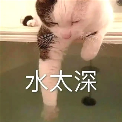 网络热梗开心热门的表情 网络流行表情很火热