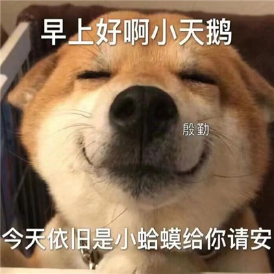 2024常用的斗图表情 很火很可爱的表情热门合集