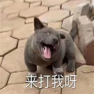 2024常用的斗图表情 很火很可爱的表情热门合集