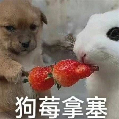 最近的网络热梗表情2024 很流行又很火的表情大全