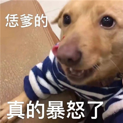 最近的网络热梗表情2024 很流行又很火的表情大全