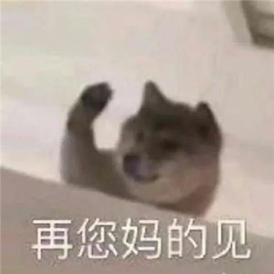 会收获到满满快乐的表情 我不是人但你是真的狗