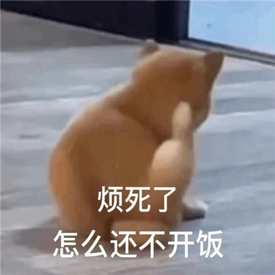 会收获到满满快乐的表情 我不是人但你是真的狗