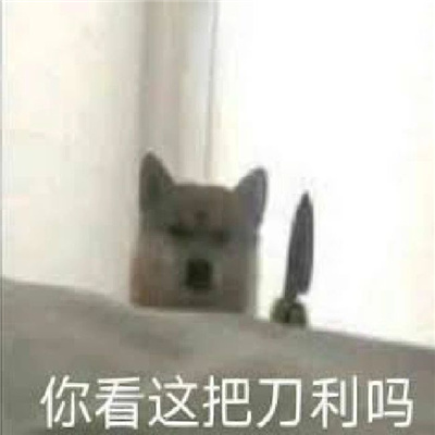 会收获到满满快乐的表情 我不是人但你是真的狗
