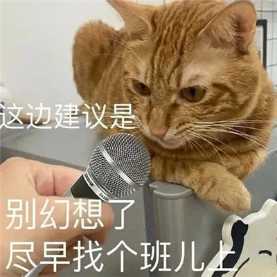 有意思的表情张张让人爆笑 很过分必须拍下来