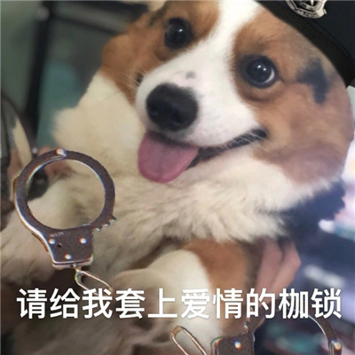 单身柯基表情搞怪又很有特色 别拦着我找对象