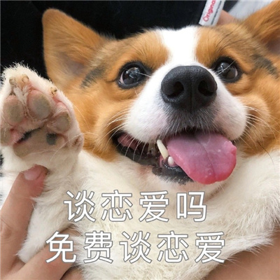 单身柯基表情搞怪又很有特色 别拦着我找对象