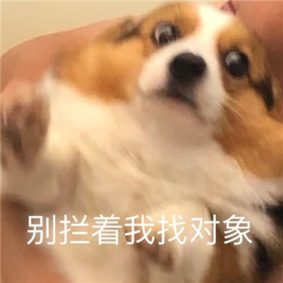 单身柯基表情搞怪又很有特色 别拦着我找对象