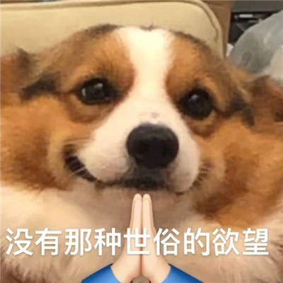 单身柯基表情搞怪又很有特色 别拦着我找对象