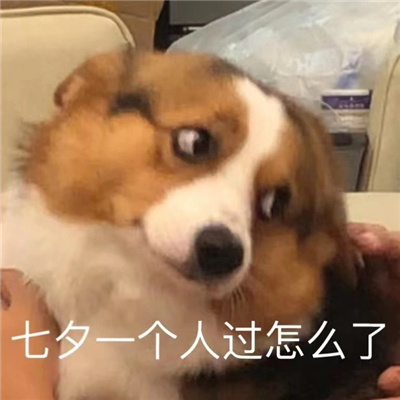 单身柯基表情搞怪又很有特色 别拦着我找对象