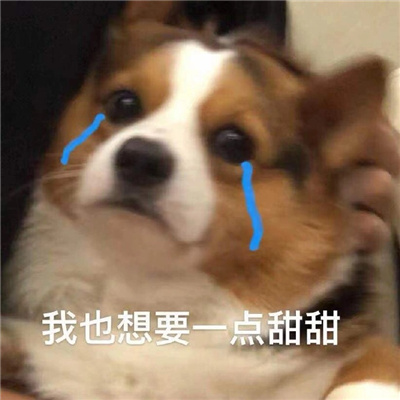 单身柯基表情搞怪又很有特色 别拦着我找对象