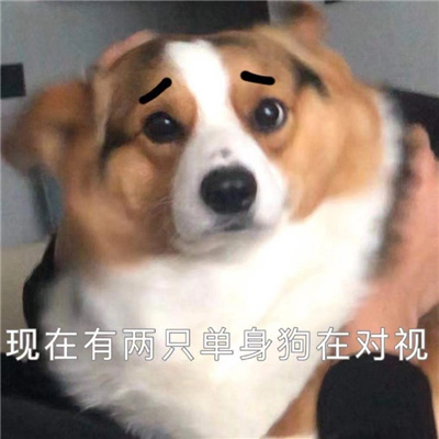 单身柯基表情搞怪又很有特色 别拦着我找对象