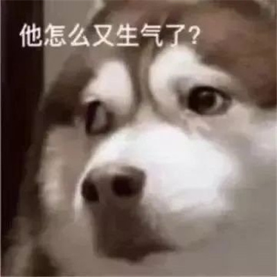 2024让你憋不住笑的表情 笑翻了的特色表情