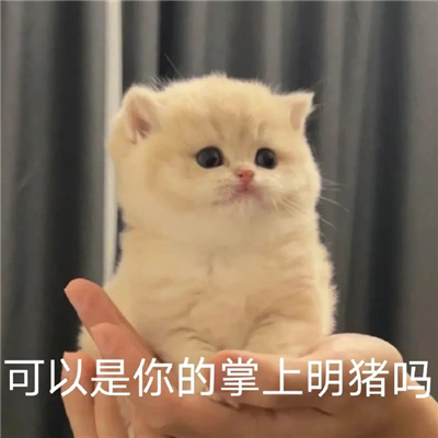 情侣间必备的撒娇卖萌爱意满满的表情 哥哥我们要在一起很久很久