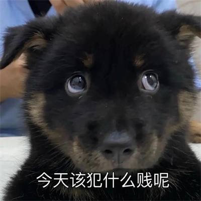 好笑又出众的表情大全 所以表情包永远存不够