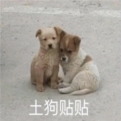 2024每张都好用又有个性的表情 实用很高级的表情超火