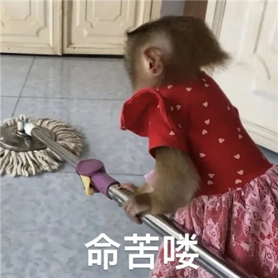 人间小苦瓜表情包 不辛苦命苦