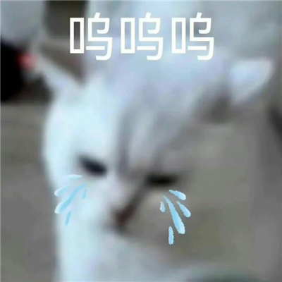 2024让你疯狂心动的表情 趣味满满又很好用的表情