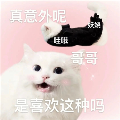 很快乐又很弱智的表情 你涉嫌摸鱼请跟我们走一趟