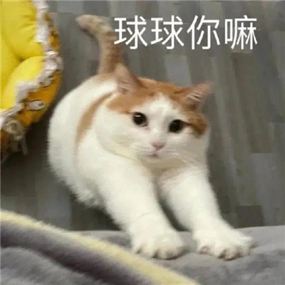 2024超有意思的特色表情 狗狗的心也是肉做的啊