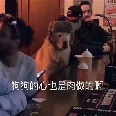 2024超有意思的特色表情 狗狗的心也是肉做的啊