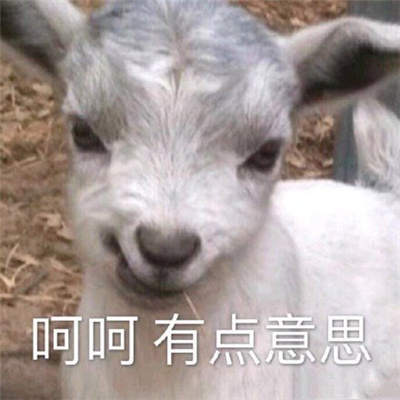 2024超有意思的特色表情 狗狗的心也是肉做的啊