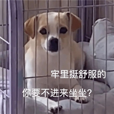 2024表情包搞笑沙雕合集 逗比必备的好用表情