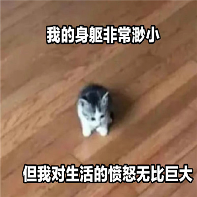 新鲜表情包很有品位 新鲜且迷人的表情合集