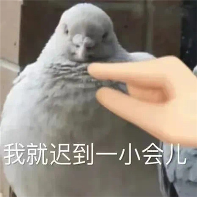 2024聊天斗图表情合集网上很火 微笑中透露着无语