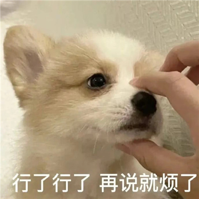 每张都值得收藏的爆笑表情热门 上线了泡我