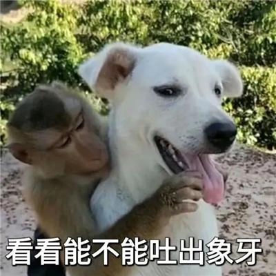 2024最新版的发癫表情 看看能不能吐出象牙