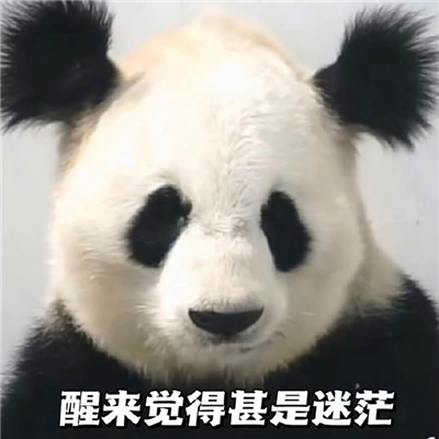 幽默可爱搞笑表情大全 醒来觉得甚是迷茫