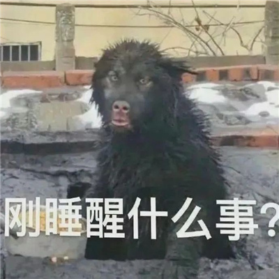 2024超爱的蠢蠢表情很可爱沙雕 一口咬腚