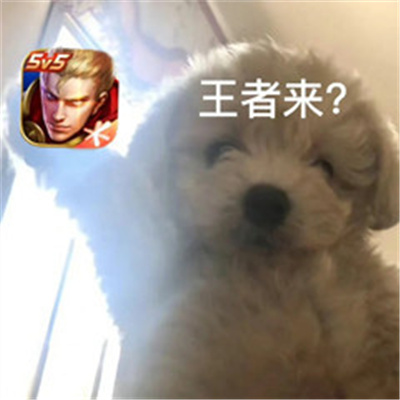 打游戏必备趣味表情包 爸妈不在家王者荣耀和平精英英雄联盟启动
