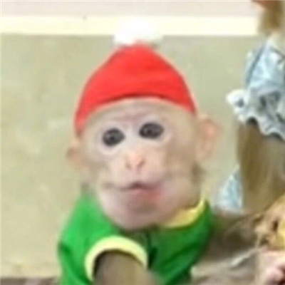 圣诞小吗喽表情超级可爱 吗喽奎斯马斯