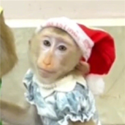 圣诞小吗喽表情超级可爱 吗喽奎斯马斯