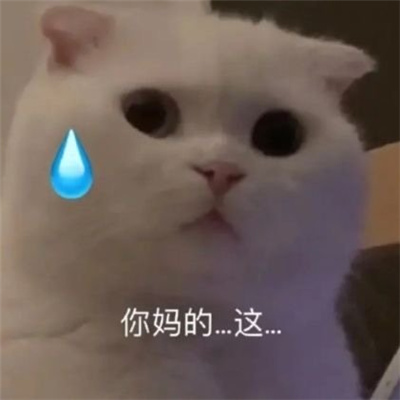 搞笑聊天斗图表情无水印 我偏要和你顶嘴