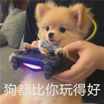 吵架表情每张都适用 狗都比你玩的好