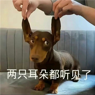 2024新鲜的斗图表情搞怪合集 从白天摆到黑夜