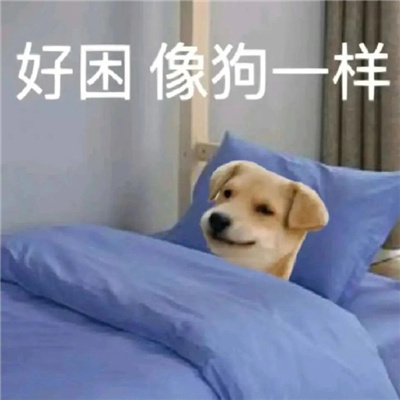 表情包大全热门很搞怪 好困像狗一样