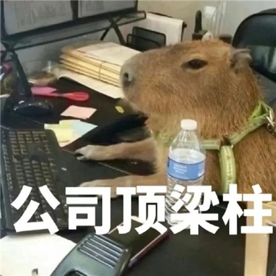 表情包大全热门很搞怪 好困像狗一样