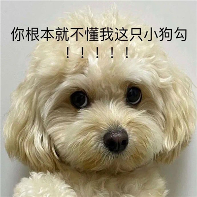 日常斗图必备高级怼人的表情合集 你是畜生也不行