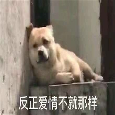 日常幽默感爆棚的表情大全 我就是不争气的东西