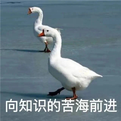 有趣又好玩的沙雕表情 日常很好笑的有趣表情合集