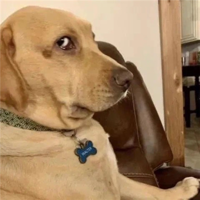 笑到窒息的表情包疯狂大笑 做姐姐的舔狗